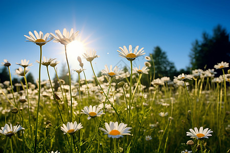 阳光下盛开的菊花田图片