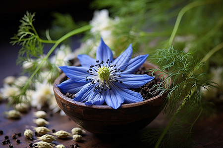 蓝色的花朵图片