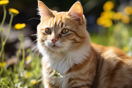 花海中的宠物猫咪图片