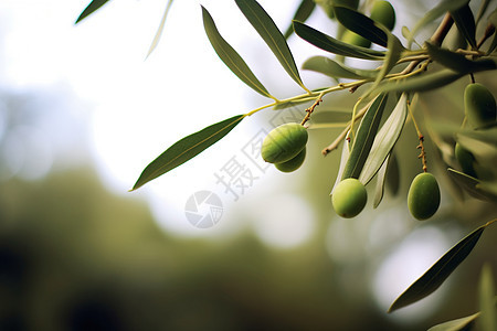橄榄树上的绿色果实图片