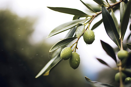 橄榄树嫩叶上挂满水滴背景图片