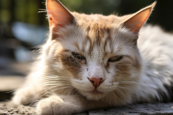 小猫在草地上休息图片