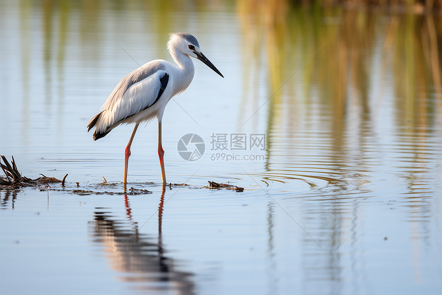 鹤立水中的白鹳图片