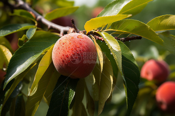 桃树上熟透的桃子图片