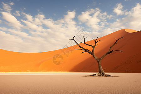 沙漠中的一棵孤树图片