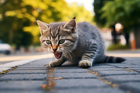 在街道上行走的小猫图片