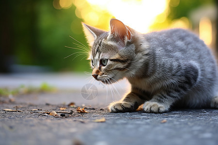 马路上的小猫图片