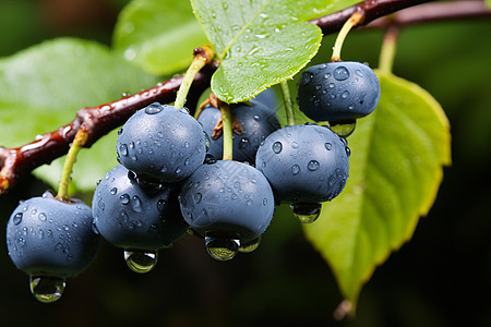 枝头挂满蓝莓水果图片
