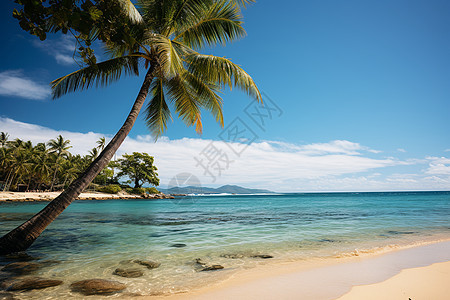 沙滩上一颗棕榈树图片