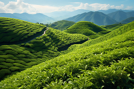 新鲜茶叶翠绿的茶山背景