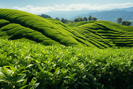 新鲜茶叶翠绿的山坡茶园背景