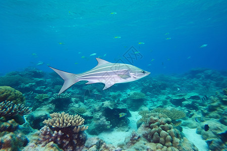 海底游动的热带鱼背景图片