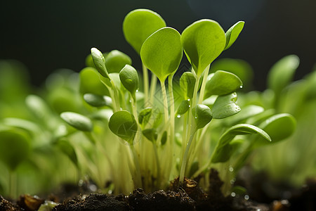 翠绿欲滴的植物图片