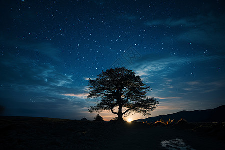 夜晚大树星空下的树木背景