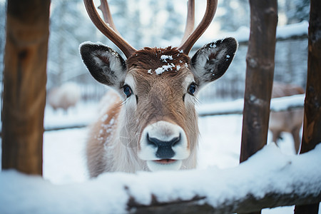 冬季雪地里面的鹿图片