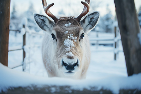 冬天雪地里面的驯鹿图片