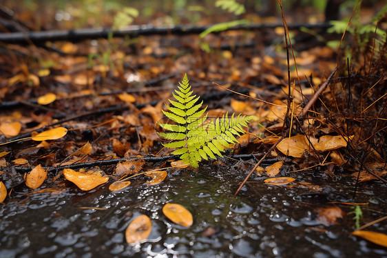 雨中的蕨叶图片