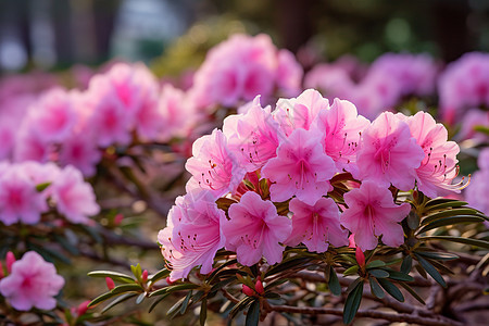 树枝上的花海图片