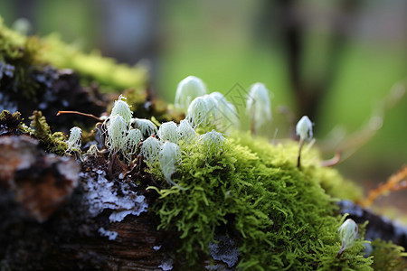 树林里的苔藓图片