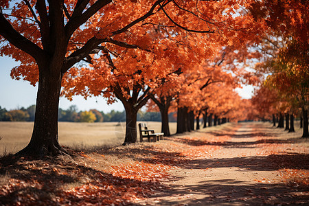 秋季美丽静谧的林间小路图片