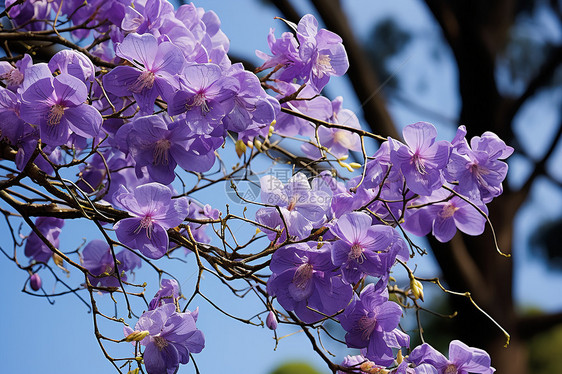 紫丁香之美图片