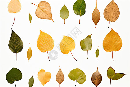 白色背景上的各种叶子背景图片