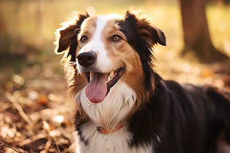 乖巧可爱的牧羊犬图片