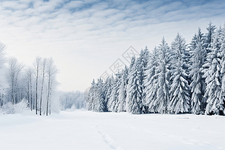 雪松树冬日的森林雪景背景