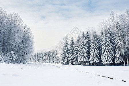 冬日树林中的雪景图片