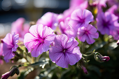 花海紫色花朵图片