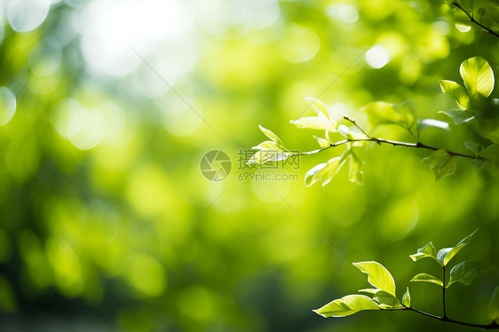 树叶中的光芒图片