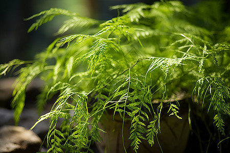 绿色植物的盆栽图片