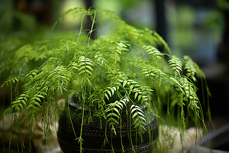 绿叶的植物图片