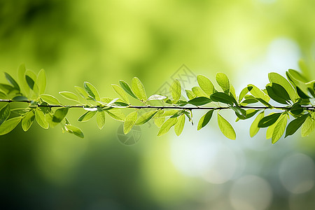 清新的绿色世界背景图片