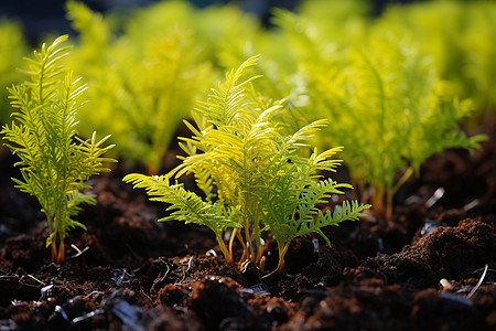绿意盎然的植物在土壤中生长图片