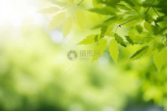 阳光照射下的树叶图片