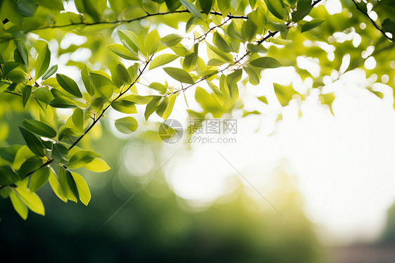 夏日阳光下的树叶图片