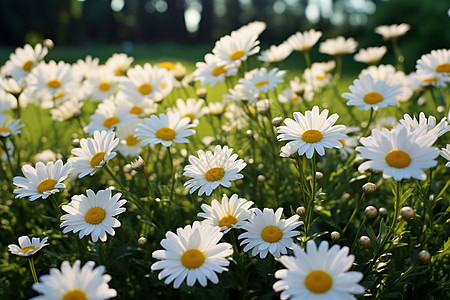 阳光下的白雏菊背景图片