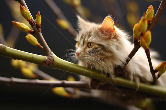 猫在柳树上图片