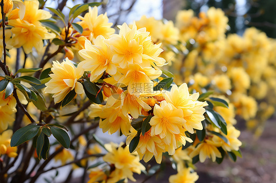 美丽的花朵图片