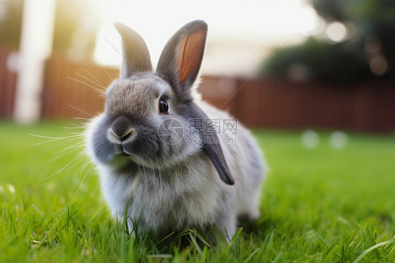 户外草地中的兔子图片