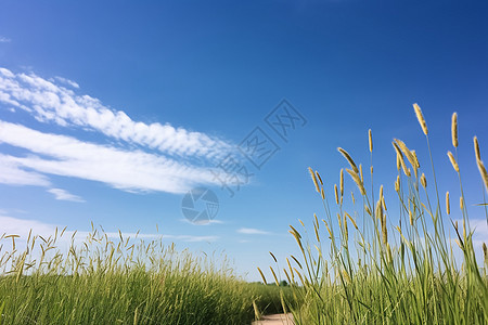 田野中生长的绿草图片