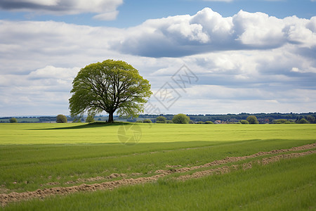 田野中的树木图片