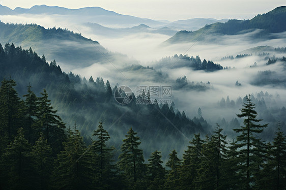 山林中迷蒙的雾图片