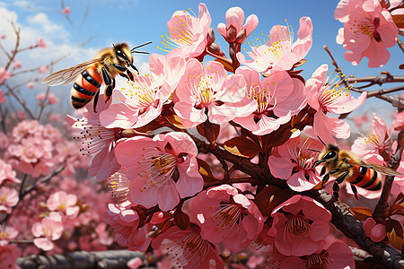 花朵上采花蜜的蜜蜂图片