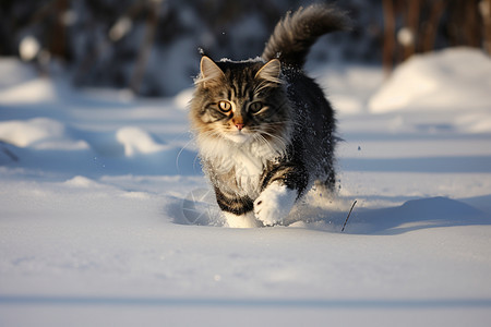 雪地上奔跑的猫咪图片