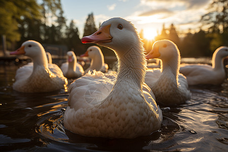 夕阳下一群漂浮的鸭子高清图片