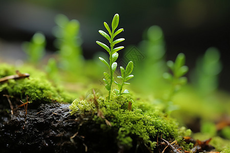 植物幼苗生长在苔藓地上背景图片