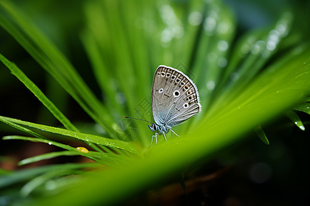 绿叶上的蓝蝴蝶图片