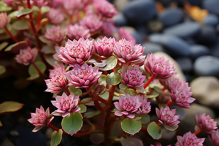 热带花园中绽放的多肉植物图片